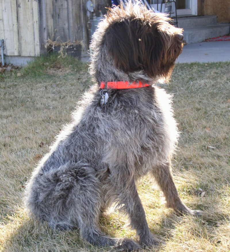 Wirehaired Pointing Griffon GIFFORD aka Point Mountains Sarge